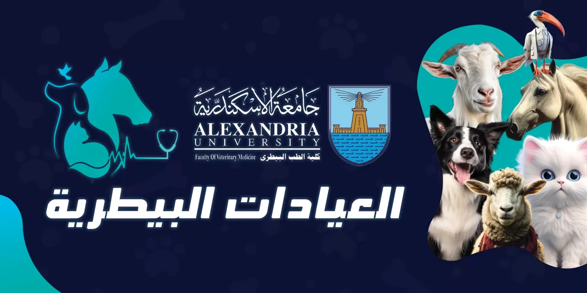 تصميم بوسترات سوشيال مييديا