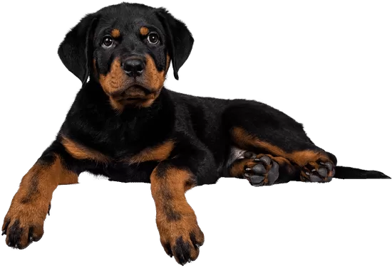 التعرف و التصنيف لصور الكلاب و القطط